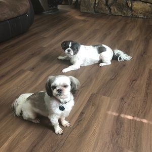 Meet your Posher, Shannon